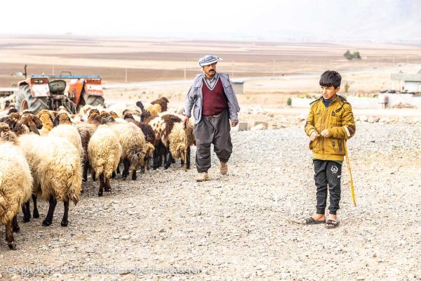 Ein kurdischer Junge mit seinem Vater und deren Ziegen im Irak