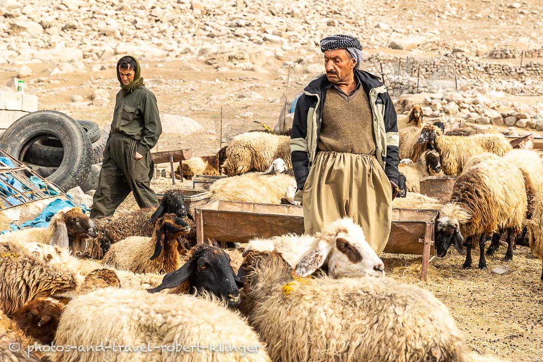 Zwei kurdische Landwirte mit Ziegen im Irak