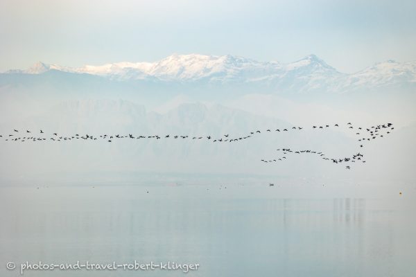 Ein Schwarm Kormorane fliegt über den Dukansee im Irak