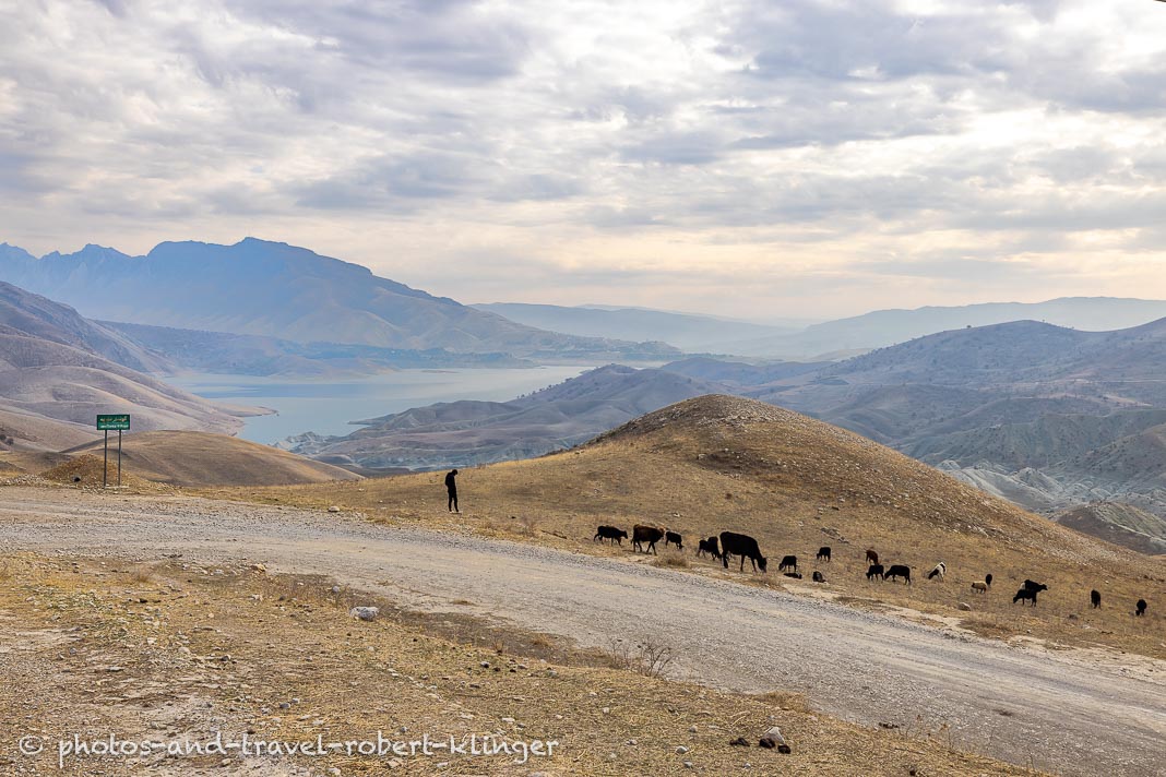 Ein Landwirt mit Kühen in den Bergen am Dukansee in Kurdistan