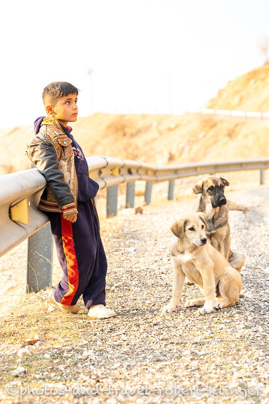 Ein kurdischer Junge hütet mit seinen Hunden Ziegen im Irak in Kurdistan