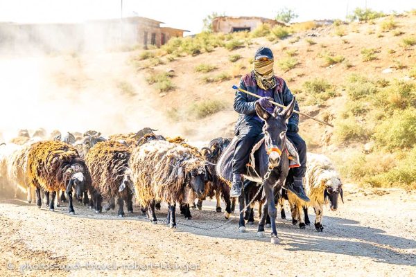 Ein Ziegenhirte auf einem Esel in Kurdistan im Irak