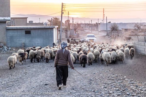 Ein Ziegenhirte in einem Dorf im Irak am Dukan See