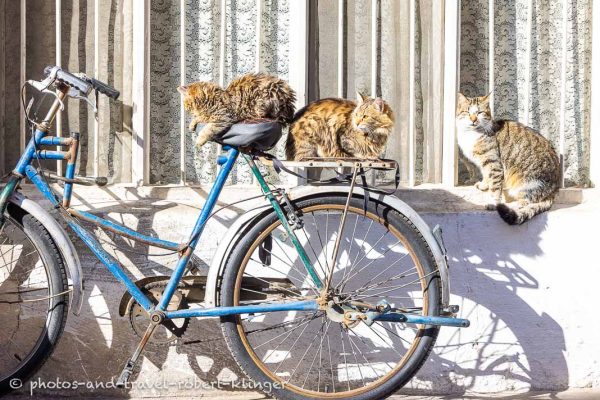 Katzen sitzen auf einem alten Fahrrad in einer Stadt in der Türkei