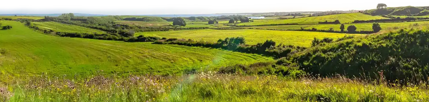Optimale Wetterbedingungen und Temperaturen bieten hervorragende Voraussetzungen dafür, gesunde und glückliche Hähnchen zu züchten.