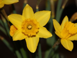 Dafodils