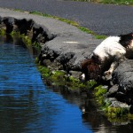 Spaniel looking into a river after a ball