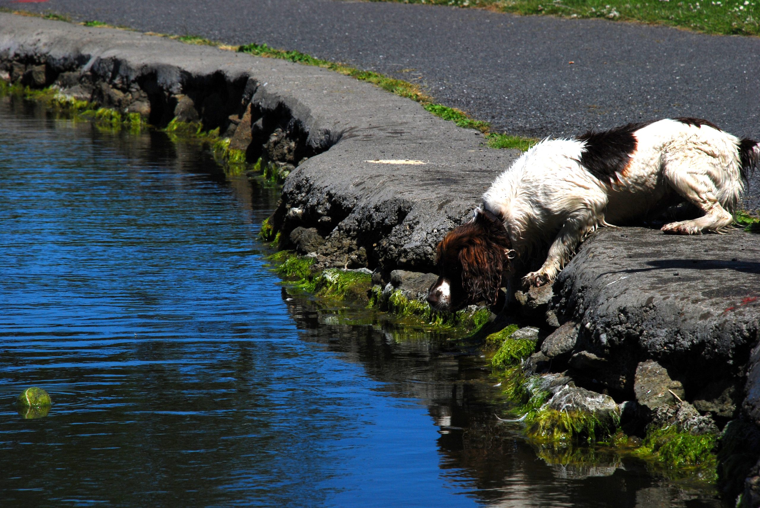 Are you a Spaniel or a deerhound?