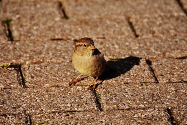 sparrow on the path