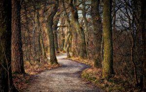 meandering path to improving your mood