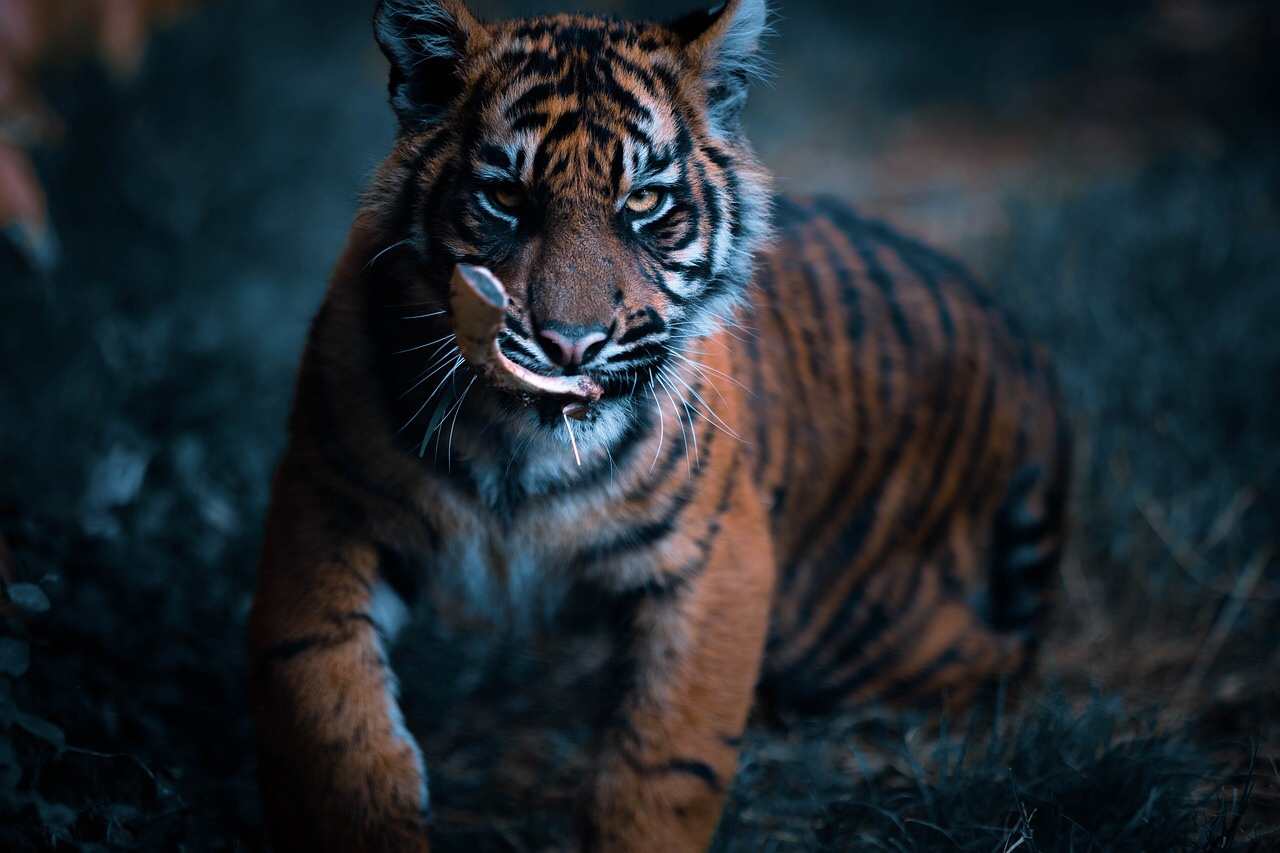 Controlling Anger – Taming the Tiger in You