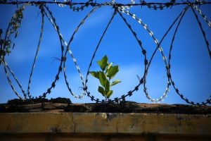 freedom - represented by a barbed wire fence and a plan in the background