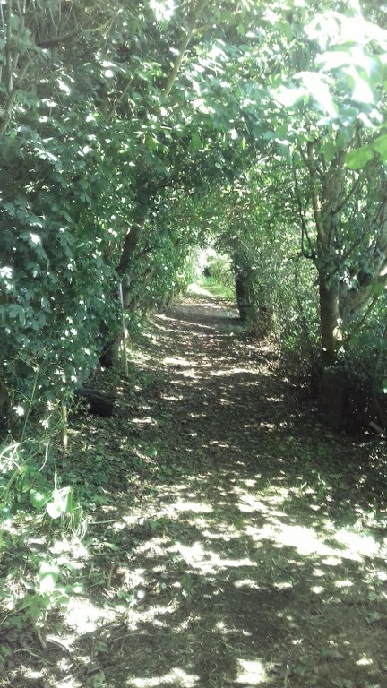 Our nature trail on a sunny day with overhanging trees.