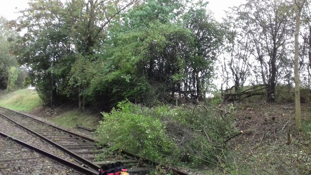 Cut down branches by the quarry track.