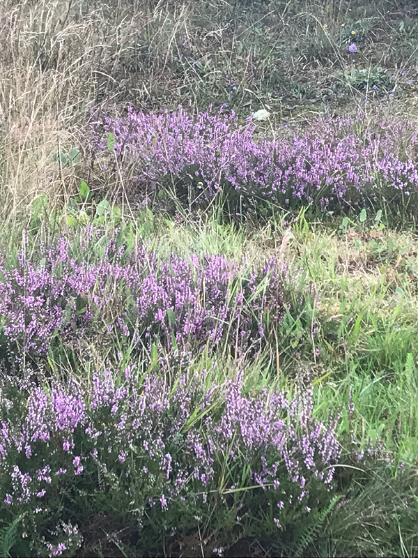 roedhus_klit_image_600x800px_01