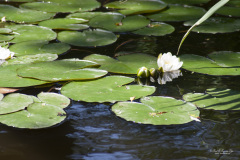 20090613_140156_EOS20D