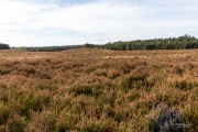 Uitzicht over de Tongerse Heide