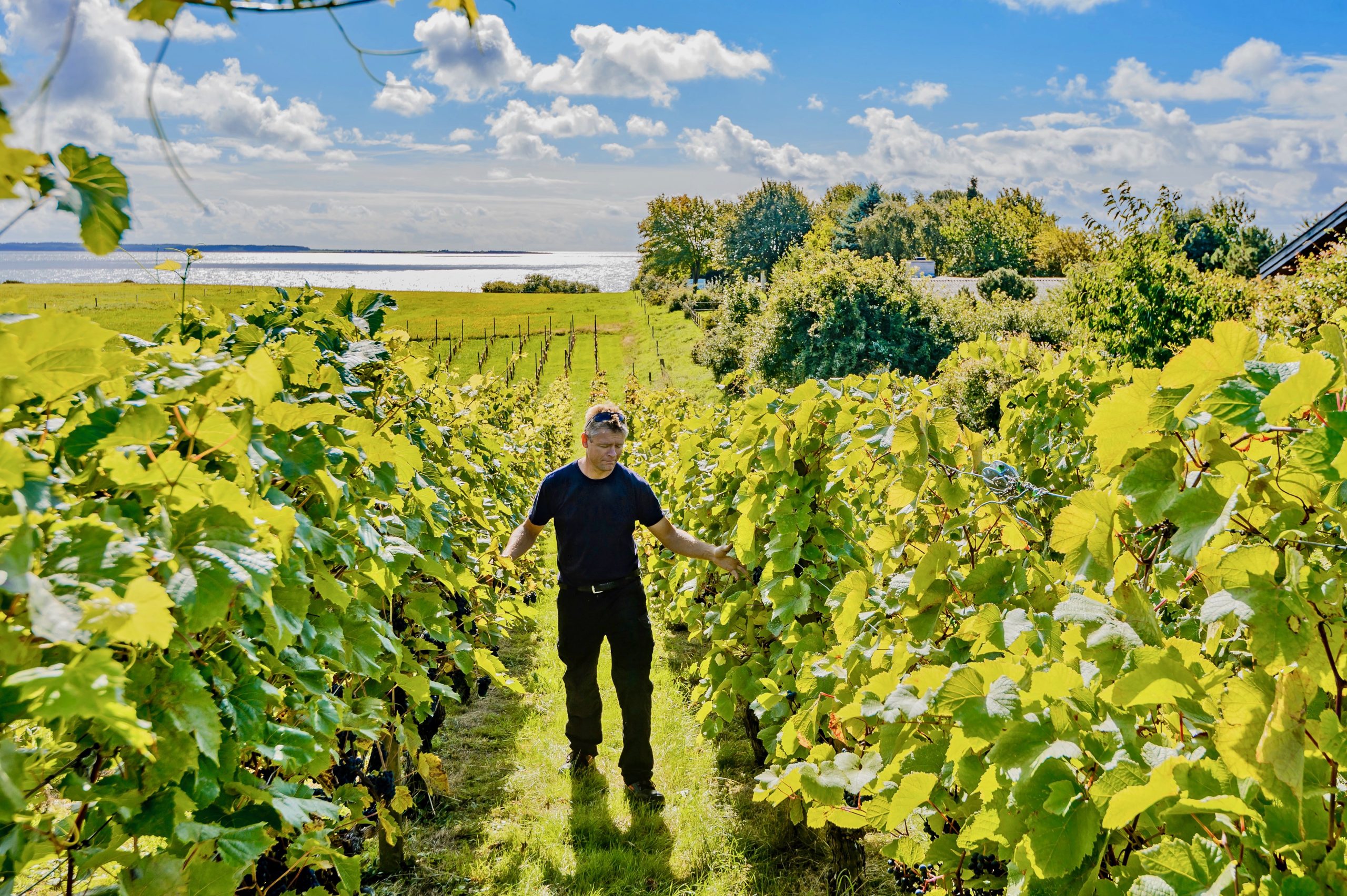 En mand, der står i midt i en vingård på en vinmark, på Røsnæs, Sjælland. Vinstokkene er fyldige og grønne. Himlen er blå, og du kan se havet.