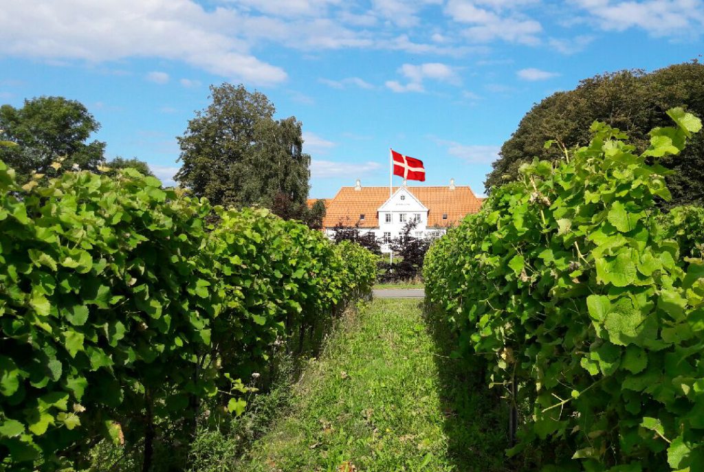 En grøn vingård, med et hvidt hus i midten med dansk flag. Himlen er blå og ikke overskyet.