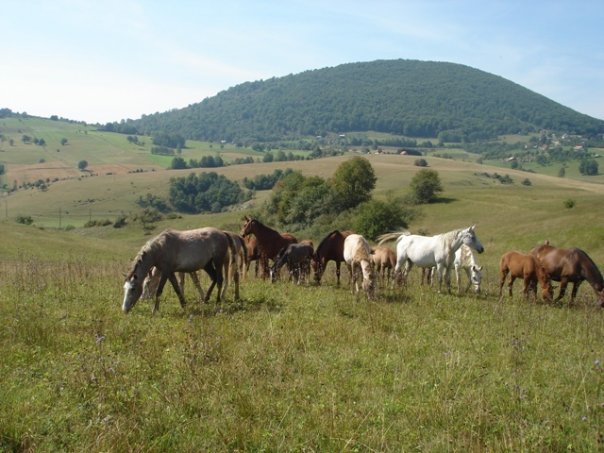 Billedresultat for ergela borike