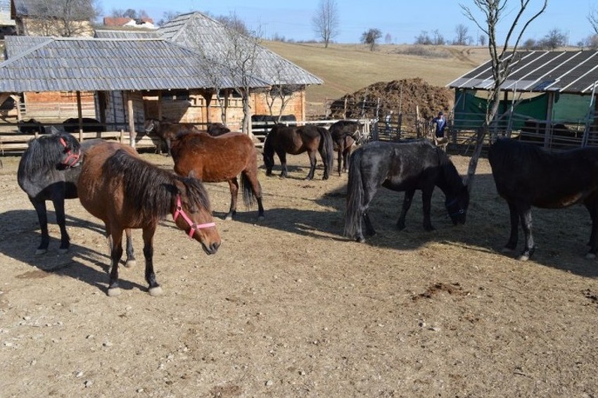 Osnovana nova ergela bosanskog brdskog konja