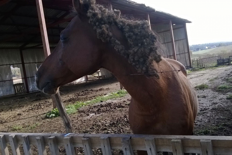 Pastuv Lenkoran oslijepio