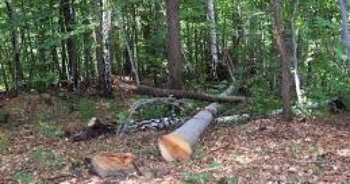 Billedresultat for Posjekao 50 stabala hrasta na tu&Auml;em imanju