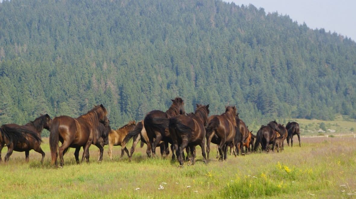 Ugašena jedina ergela konja bosansko-brdske pasmine na svijetu