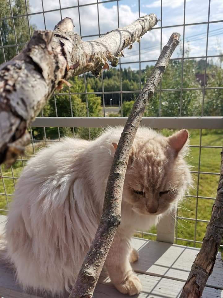 en katt på kattepensjonat som står ute i et stort bur med greiner over seg