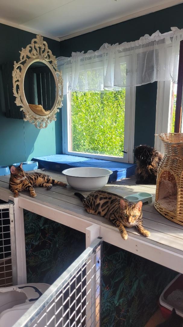 tre katter som sitter oppå et bur inne i vinduskarmen