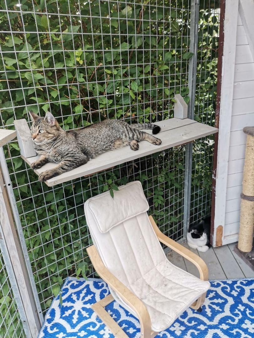 en katt som ligger på en utkikkspost over en stol