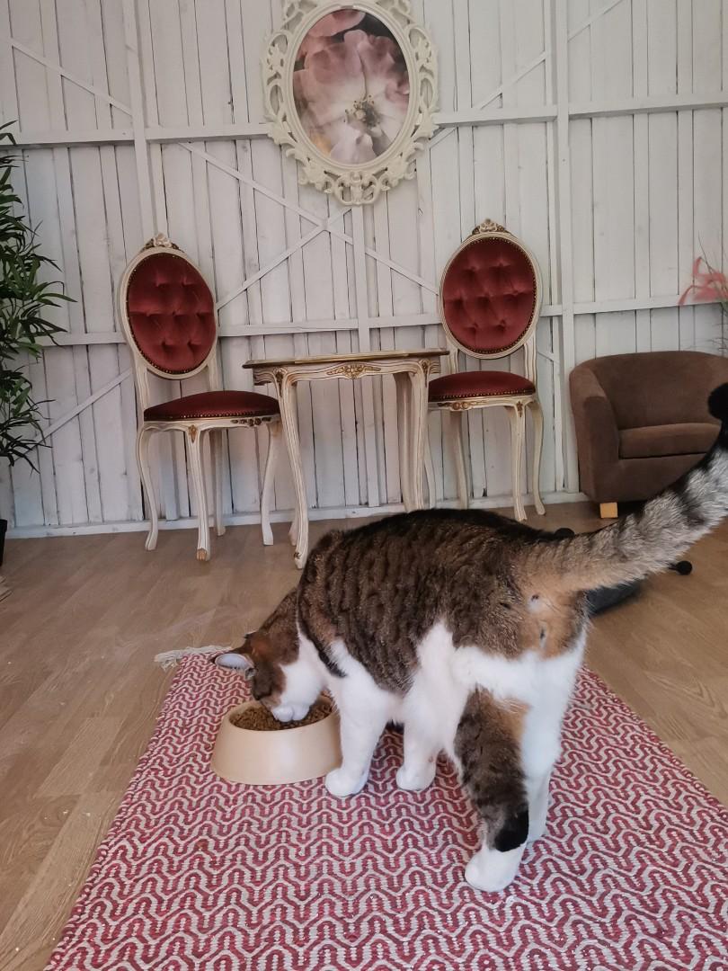 en katt som spiser fra en matskål med tre stoler og et bord i bakgrunnen