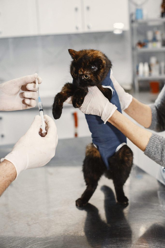 en katt med beskyttelsesbody som blir holdt opp av en veterinær. To andre hender holder en sprøyte.