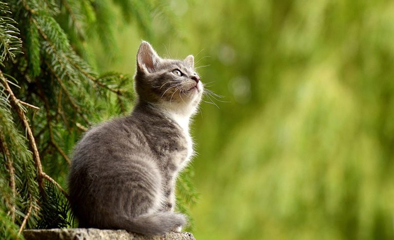 en kattunge som sitter på en mur og ser oppover skogen