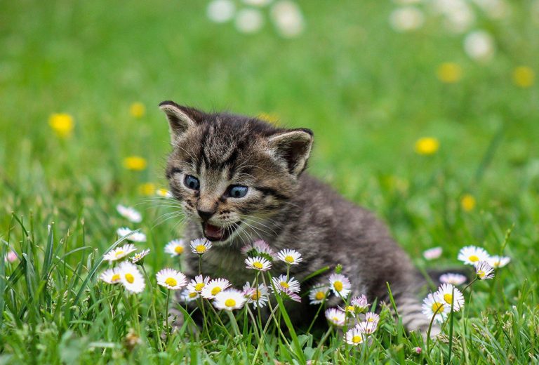 en kattunge som sitter i et gress omringet av blomster. Det ser ut som han prøver å spise en av dem.