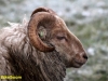 DRENTSE HEIDESCHAAP