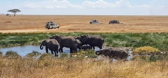safari samenstellen