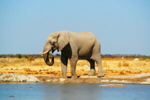 groepssafari Botswana