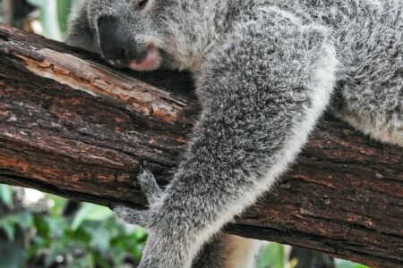 camperreis-australie