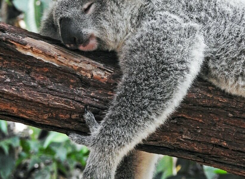 camperreis-australie