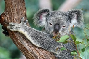 Rondreis Australie Nieuw Zeeland