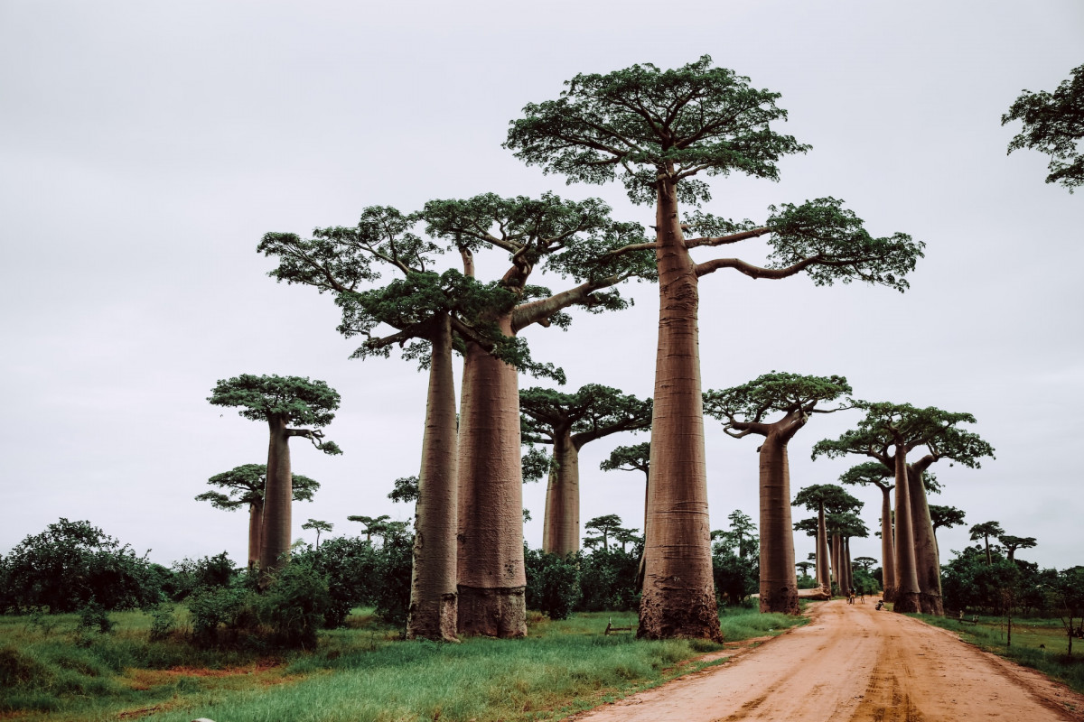 Rondreis Madagascar