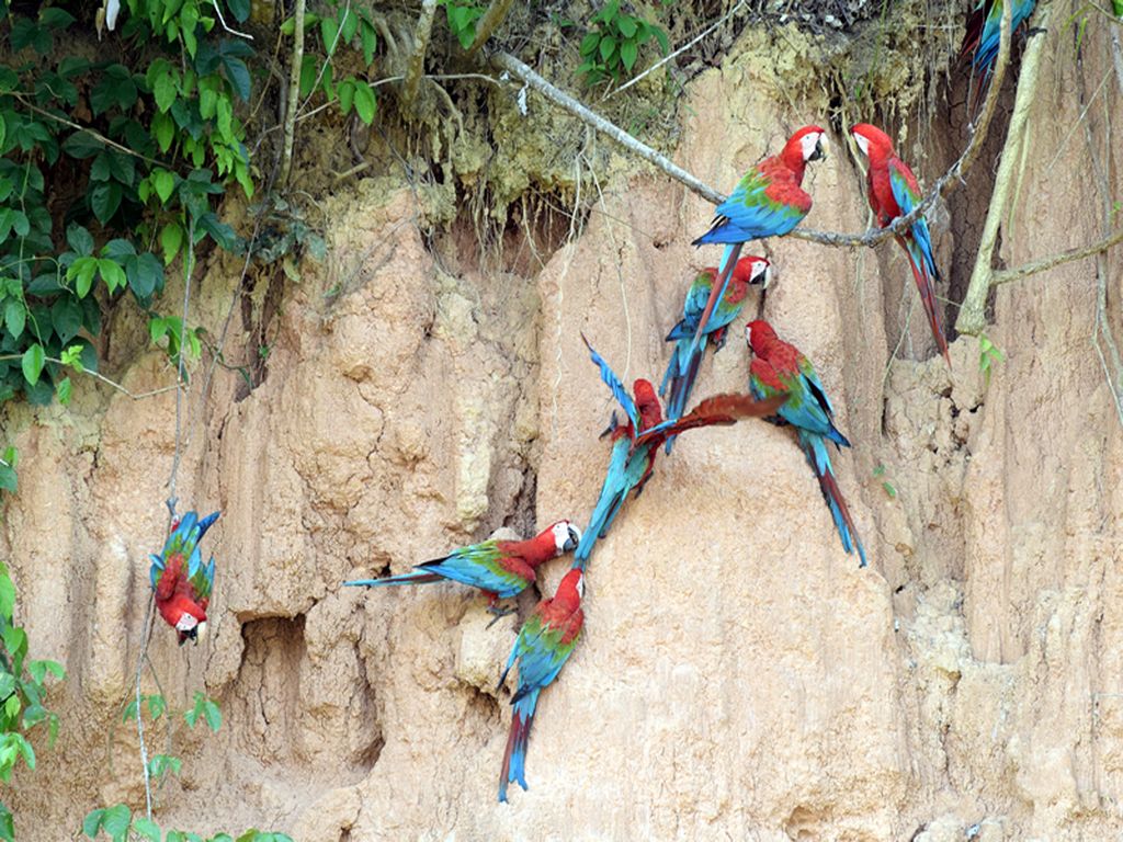 Ara kleilik Amazone tour Peru