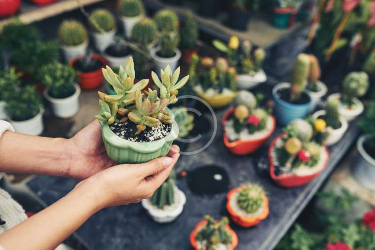 Are Your Houseplants Happy?