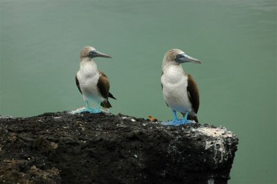 Galapagos indtryk Galapagos indtryk