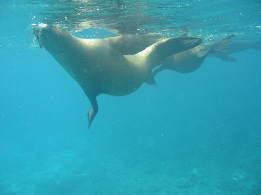 Galapagos Dykning 2006 046