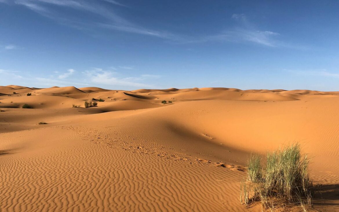 green grasses on sahara desert