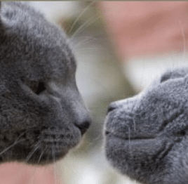 schmusekätzchen, chartreux, de la Pâquerette