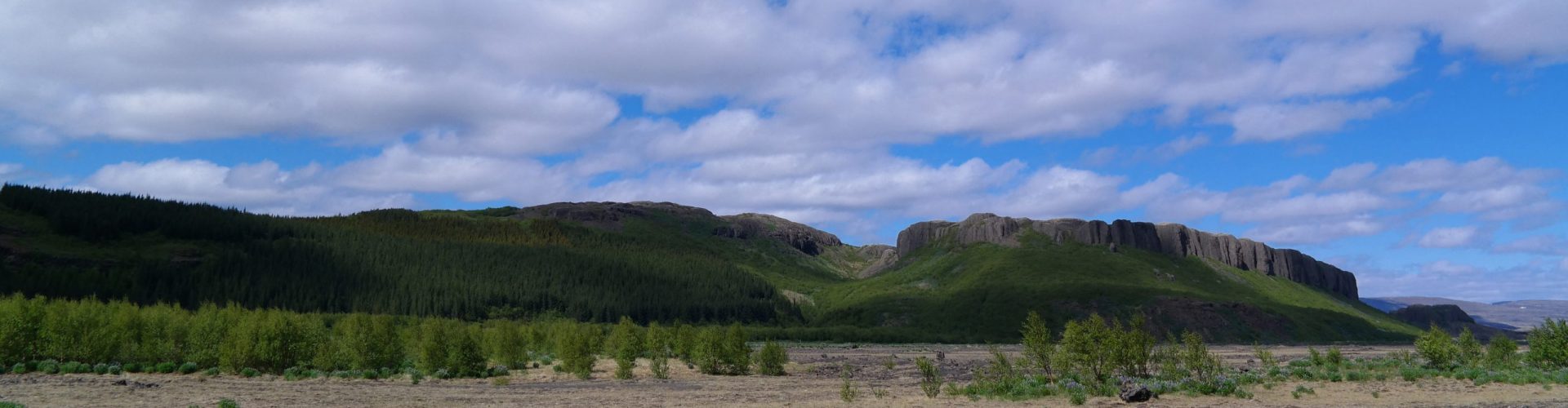 RTID by Ludo – Reforestation RTID by Ludo - Reforestation