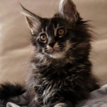 Delilah, Maine Coon